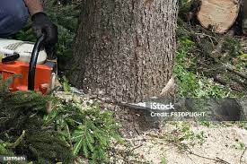 How Our Tree Care Process Works  in  Burns Harbor, IN