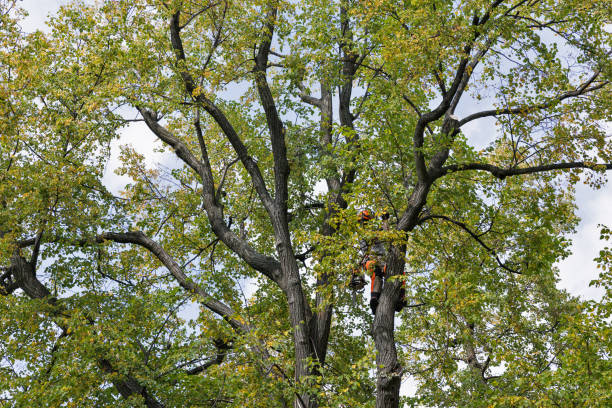 Trusted Burns Harbor, IN Tree Care Experts